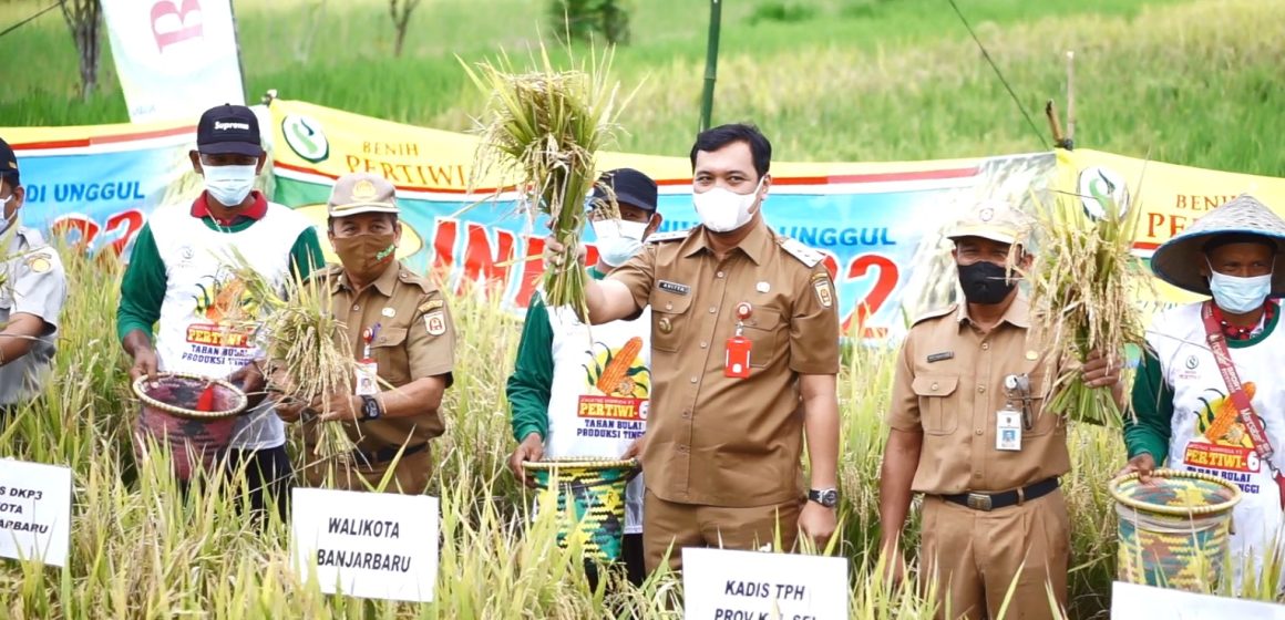 Wali Kota Panen Padi Unggul di Bangkal
