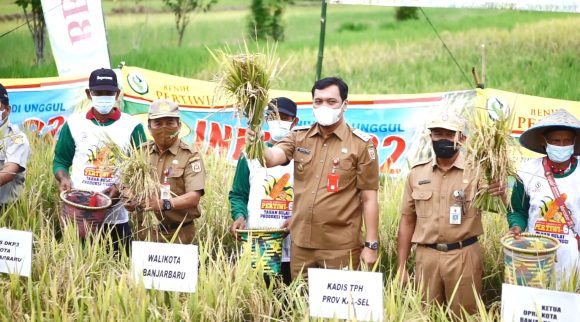 Wali Kota Panen Padi Unggul di Bangkal