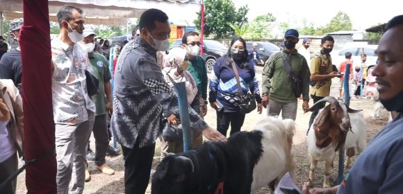 Tingkatkan Minat Ternak dan Kelestarian Dengan Kontes Kambing.