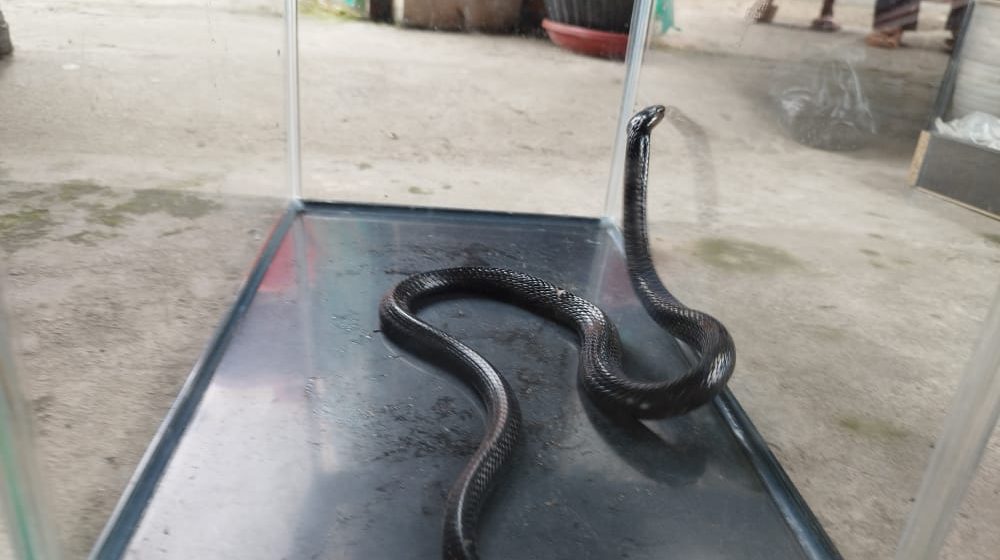 Warga Sukamaju Dihebohkan Kehadiran Sesosok Hewan Reptil Berbisa Digudang Rumah