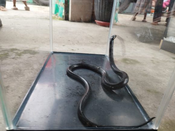 Warga Sukamaju Dihebohkan Kehadiran Sesosok Hewan Reptil Berbisa Digudang Rumah