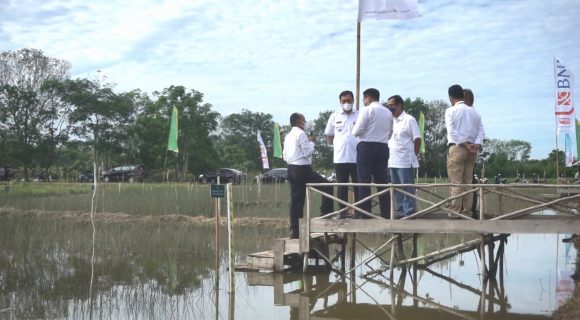 Tanaman Purun Mulai Di Budidaya, Guna Menghasilkan Komoditas Yang Baik.