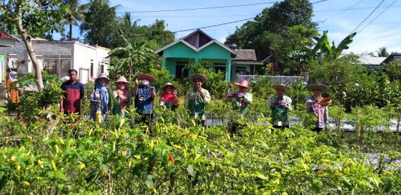 Demontration Plot Budidaya Cabe Rawit di BPP Landasan Ulin