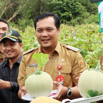 Panen Melon, Bukti Urban Farming Berjalan Dengan Baik