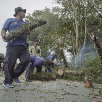 WhatsApp Image 2023-01-05 at 11.10.45 AM Warga Tebang Pohon Besar di Jalan Golf