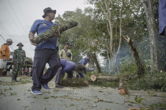 Warga Tebang Pohon Besar di Jalan Golf
