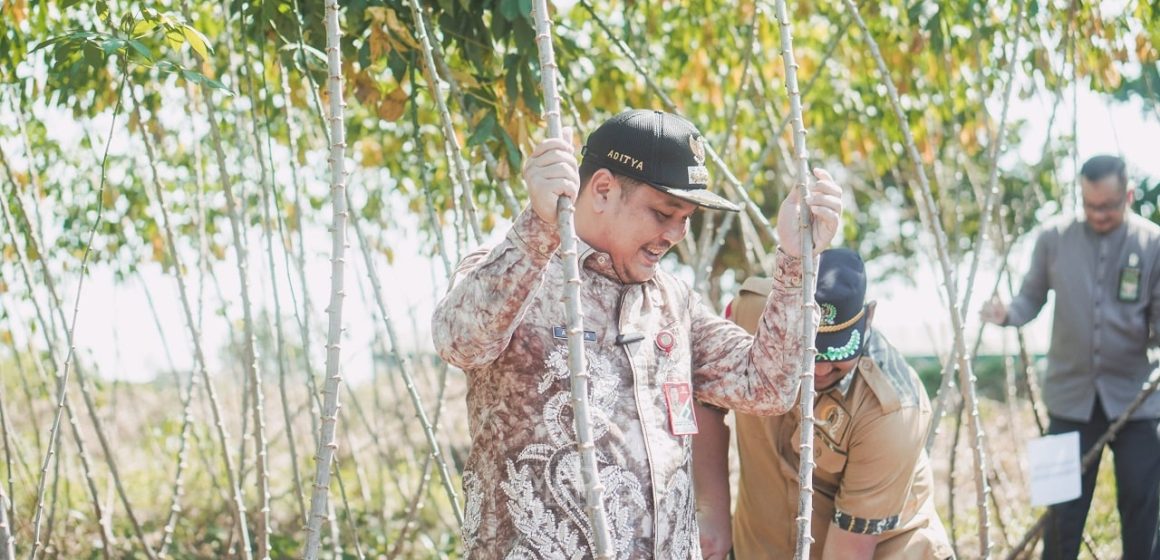 Aditya Panen Raya Singkong, Buah Hasil Program RT Mandiri