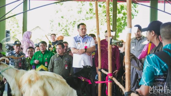 Melalui Kontes Kambing, Aditya Ingin Populasi Ternak Bertambah dan Sehat