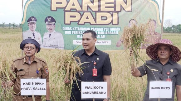Aditya Panen Padi Lokal 72 Hektare Di Kelurahan Palam