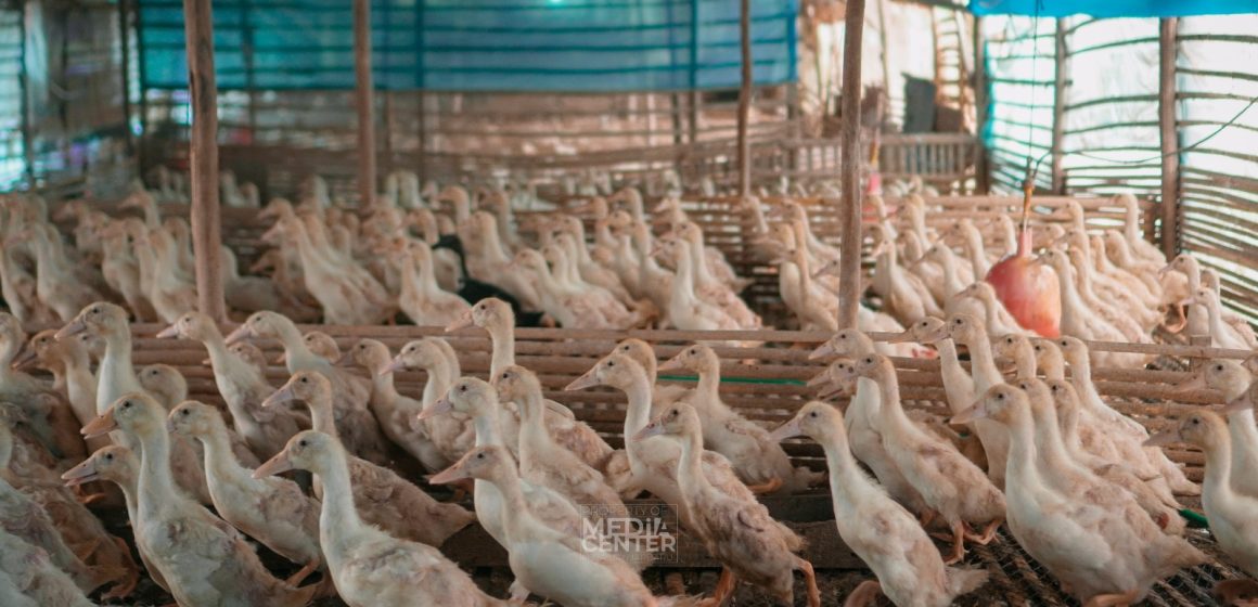 Panen Ribuan Bebek hasil RT Mandiri di Kemuning