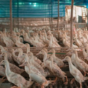WhatsApp Image 2023-09-15 at 12.01.49 PM Panen Ribuan Bebek hasil RT Mandiri di Kemuning
