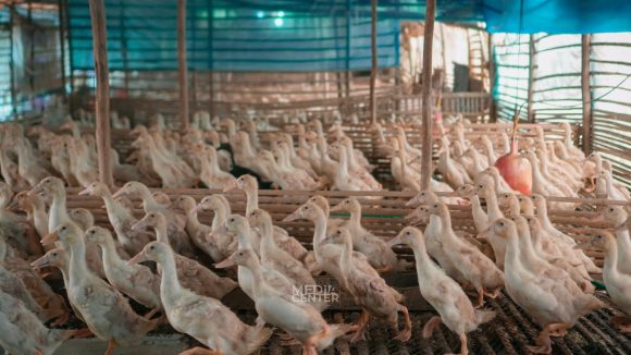 Panen Ribuan Bebek hasil RT Mandiri di Kemuning