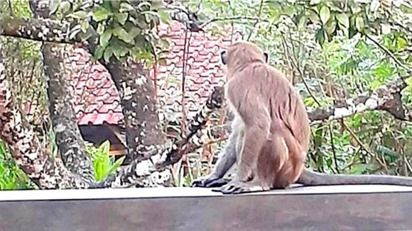 Waspada! Monyet Ekor Panjang Meresahkan dan Menyerang Masyarakat Kelurahan Mentaos.