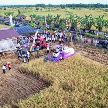 Aditya panen Wali Kota Aditya Panen Padi di Handil Kia’i Bangkal