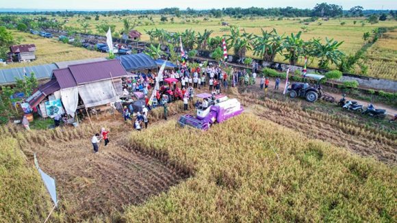 Wali Kota Aditya Panen Padi di Handil Kia’i Bangkal