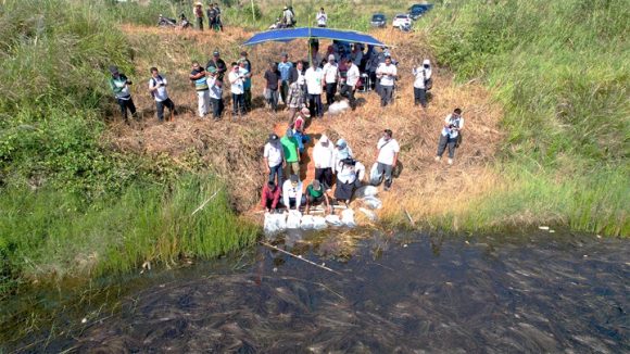 Sebanyak 5.000 Restocking Benih Ikan Gurami di Embung Kelurahan Cempaka.