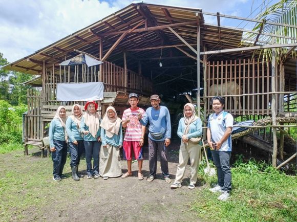 Kelompok Tani Muber Laura Manfaatkan Limbah Ternak jadi Pupuk Kompos