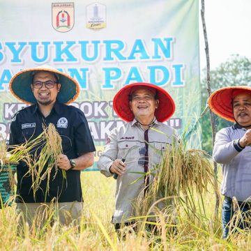 DSC09176bjbtv Petani Panen Padi 5,7 Ton di Sungai Ulin, Bukti Ketangguhan dan Wujud Banjarbaru EMAS