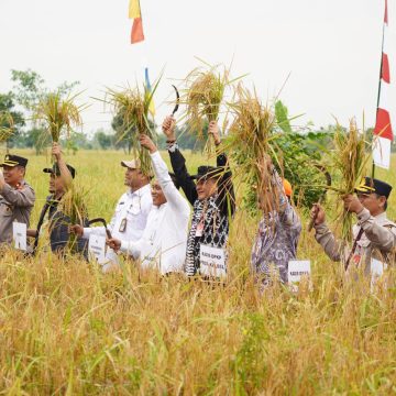 Panen Padi Di Lahan Gapoktan Maju Makmur