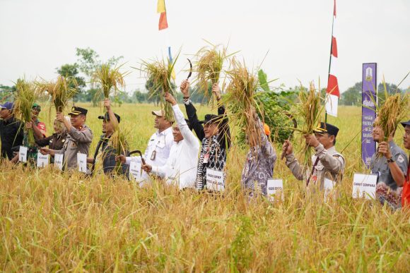 Panen Padi Di Lahan Gapoktan Maju Makmur