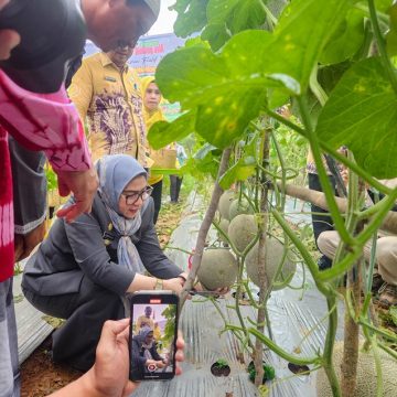 Wali Kota Banjarbaru Lisa Halaby Panen Raya Melon di Sungai Abit, Bukti Ketahanan Pangan Semakin Kuat!