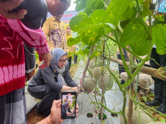 Wali Kota Banjarbaru Lisa Halaby Panen Raya Melon di Sungai Abit, Bukti Ketahanan Pangan Semakin Kuat!