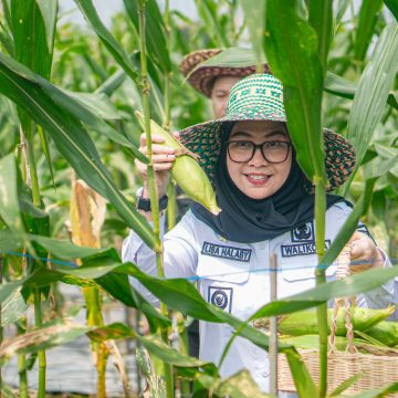 Implementasi Program Ketahanan Pangan, Wali Kota Banjarbaru Turun ke Lahan Cabai dan Jagung