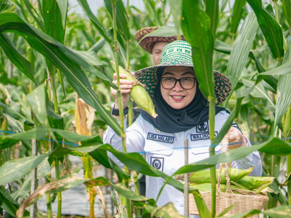 Implementasi Program Ketahanan Pangan, Wali Kota Banjarbaru Turun ke Lahan Cabai dan Jagung