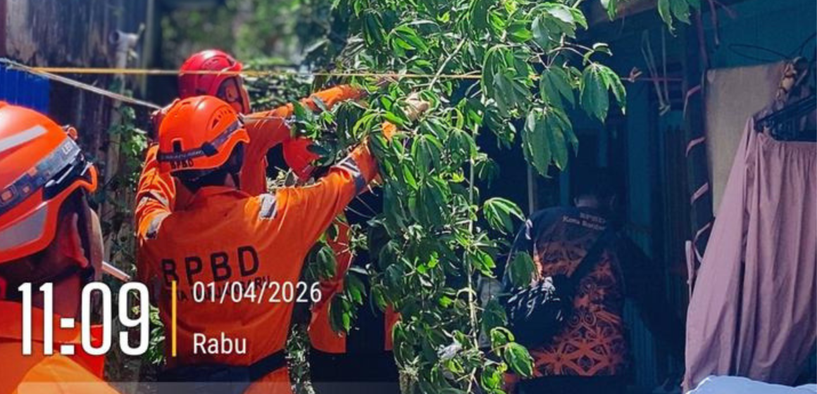 Desain tanpa judul Respons Kilat BPBD Banjarbaru, Pohon Tumbang di Landasan Ulin Selatan Berhasil Dievakuasi