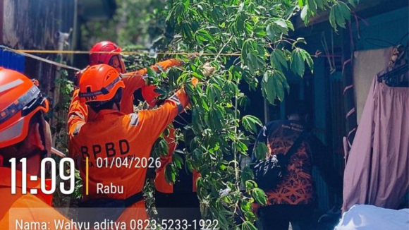 Respons Kilat BPBD Banjarbaru, Pohon Tumbang di Landasan Ulin Selatan Berhasil Dievakuasi
