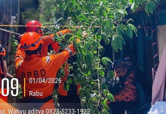 Respons Kilat BPBD Banjarbaru, Pohon Tumbang di Landasan Ulin Selatan Berhasil Dievakuasi