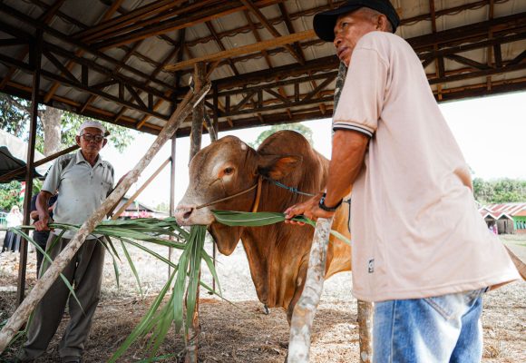 Desa Batu Ampar Sungai Tiung Terima Sapi Kurban Presiden RI