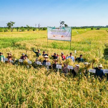 default Panen Melimpah di Bangkal, Banjarbaru Tancap Gas Wujudkan Swasembada Pangan