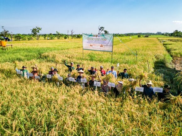 Panen Melimpah di Bangkal, Banjarbaru Tancap Gas Wujudkan Swasembada Pangan