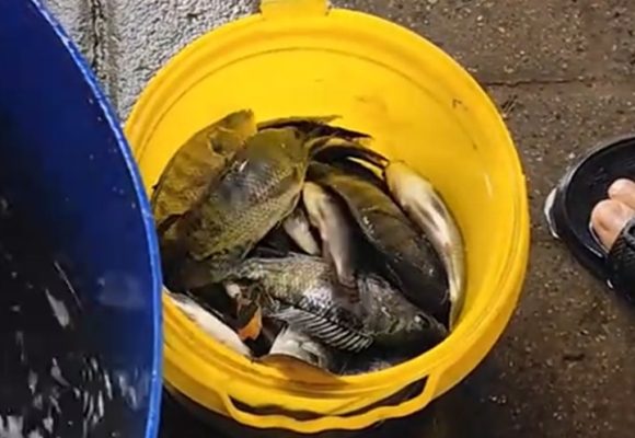 Hujan Lebat Bawa Berkah, Warga Banjarbaru Ramai-Ramai Tangkap Ikan di Sungai Kemuning